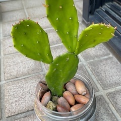 サボテン2種の画像
