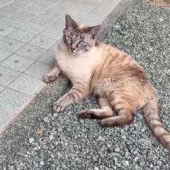 シャムミックス　大きい猫が大好きな方へ