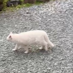 シャムミックス　大きい猫が大好きな方へ - 猫