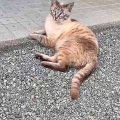 シャムミックス　大きい猫が大好きな方へ - 多気郡