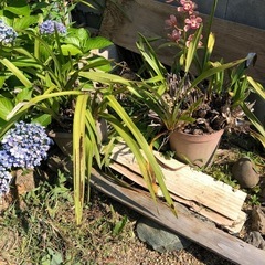 花鉢