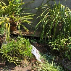 花鉢の画像