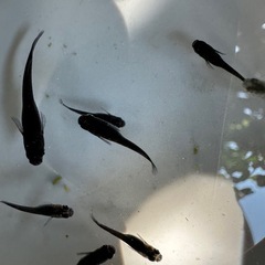 エヴァ