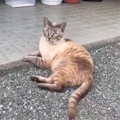 どっしりカンロクのあるオスくん
