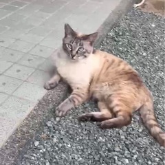 どっしりカンロクのあるオスくん - 多気郡