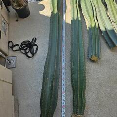 星形⭐柱サボテン　鬼面角