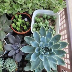 【観葉植物】多肉植物いろいろ_4の画像
