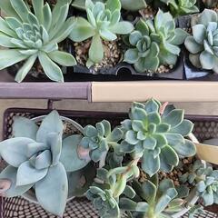 【観葉植物】多肉植物いろいろ_4の画像