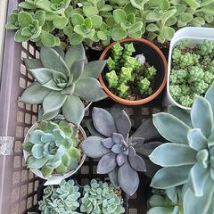 【観葉植物】多肉植物いろいろ_4の画像