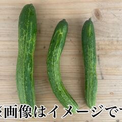 [お渡し日に朝穫り! サラダに！漬物に！]キュウリ 3本