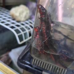 📢  アカハライモリ 🦎の画像