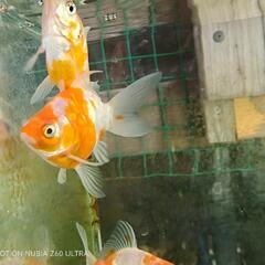 金魚　稚魚　玉サバの画像