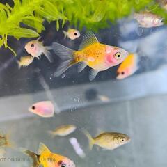 金魚　稚魚　玉サバ