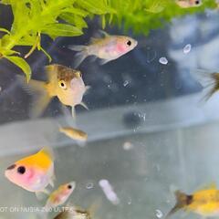 金魚　稚魚　玉サバの画像