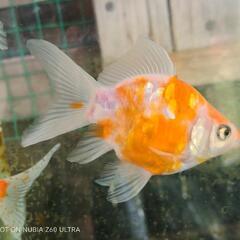 金魚　稚魚　玉サバの画像