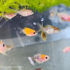 金魚　稚魚　玉サバの画像