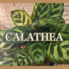 おしゃれな葉模様✨観葉植物【カラテア・マコラマ】でワンランク上の...