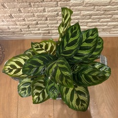 【一点限り】❇️ インテリアのアクセントとして人気✨な 観葉植物【カラテア・マコラマ】✨の画像