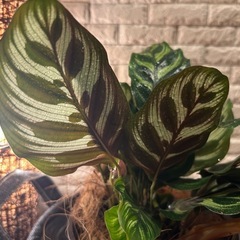 【一点限り】❇️ インテリアのアクセントとして人気✨な 観葉植物【カラテア・マコラマ】✨の画像