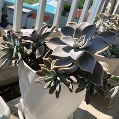 多肉植物
の画像