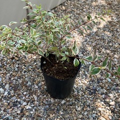 アベリア　班入り　植物　ガーデニング