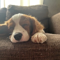 キャバリア子犬