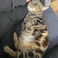ねこ