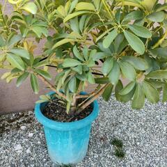 観葉植物　カポックの画像
