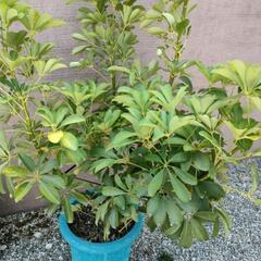 観葉植物　カポックの画像