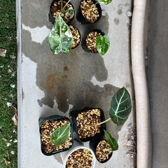 ［残り1セット］観葉植物　アロカシア　グリーンベルベット（斑入り）　ブラックベルベット　セットの画像