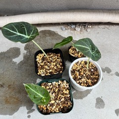 ［残り1セット］観葉植物　アロカシア　グリーンベルベット（斑入り）　ブラックベルベット　セットの画像