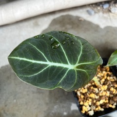 ［残り1セット］観葉植物　アロカシア　グリーンベルベット（斑入り）　ブラックベルベット　セットの画像