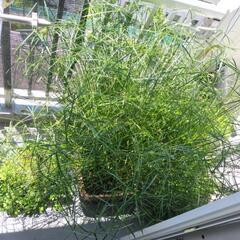 ビオトープ用水生植物の画像