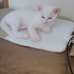 可愛い子猫