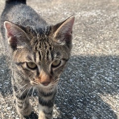 仔猫