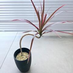 ◼️ドラセナコンシンネ◼️レインボー　曲がり　観葉植物の画像