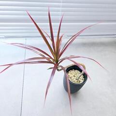 ◼️ドラセナコンシンネ◼️レインボー　曲がり　観葉植物の画像