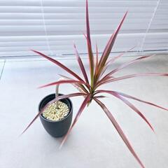 ◼️ドラセナコンシンネ◼️レインボー　曲がり　観葉植物の画像