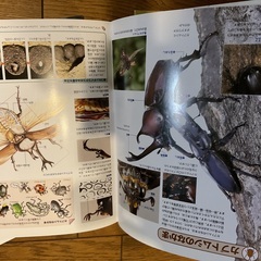 夏休みの自由研究に図鑑はいかがの画像