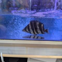 ダトニオプラスワンの画像