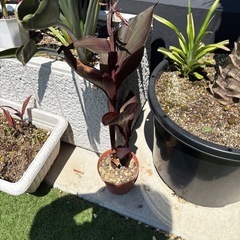 成長してます。値下げ　カンナ　オーストラリア　鉢付き① 観葉植物　豪華カラーリーフの画像