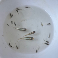 メダカ稚魚1cm以上　の画像