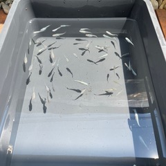 メダカの画像