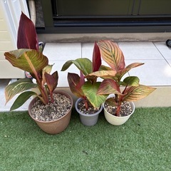 成長してます。値下げ　カンナ　ダーバン　鉢付き③　観葉植物　豪華カラーリーフの画像