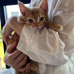 生後2ヶ月　茶トラ2匹　白黒1匹　お母さん猫1匹
