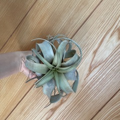 キセログラフィカ　エアプランツ　チランジア
