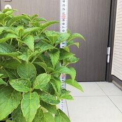 💐紫陽花～コメット💐の画像