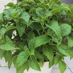 💐紫陽花～コメット💐の画像