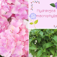💐紫陽花～コメット💐