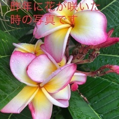 ②プルメリア　3本枝　鉢付きの画像